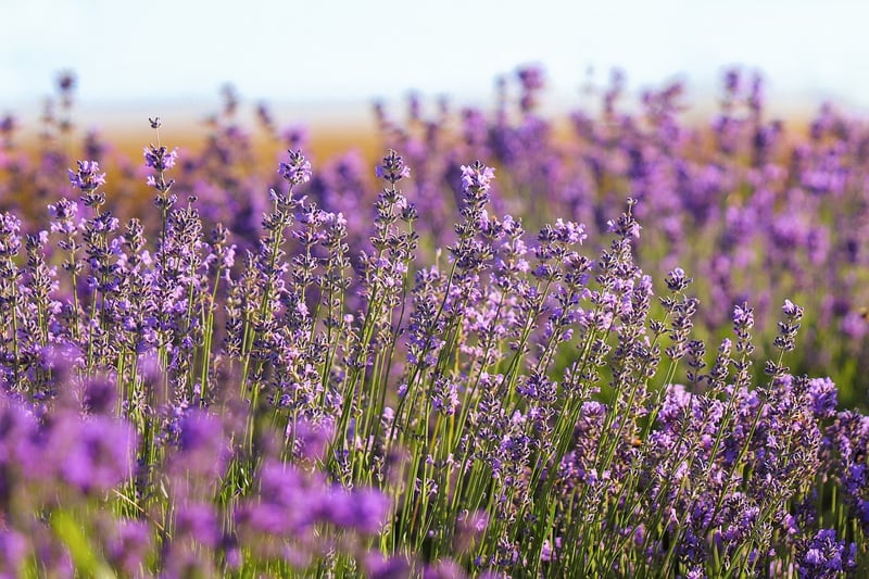 Lavender plant